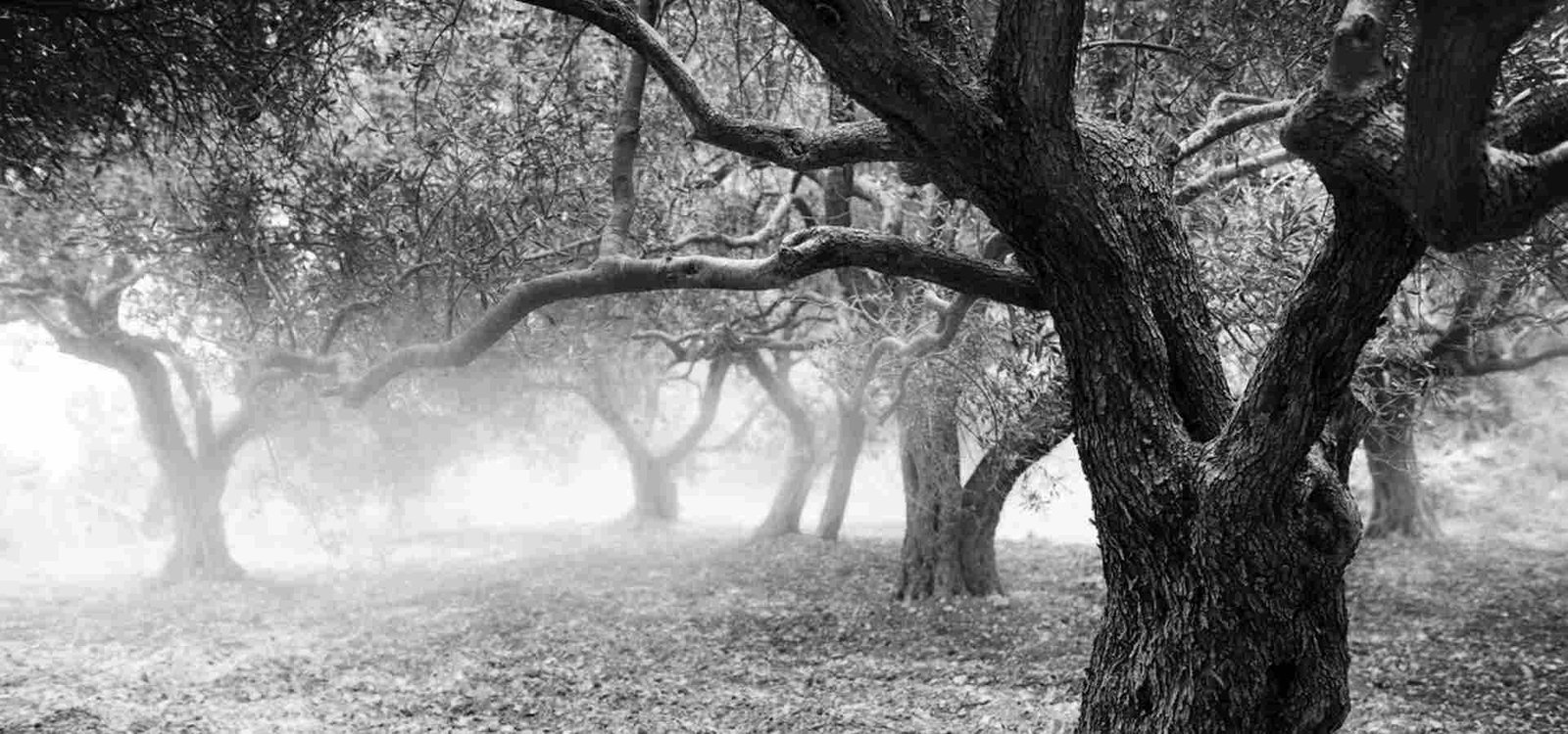 olive tree producing Premium organic olive oil 