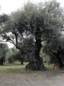 ORGANIC OLIVE OIL TREES EULOGIAOFSPARTA